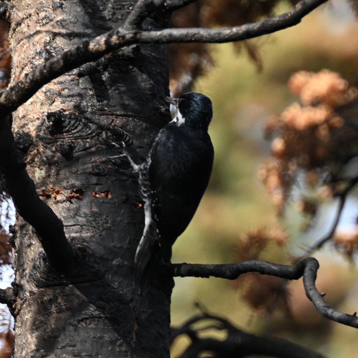 Black-backed Woodpecker - ML645494332