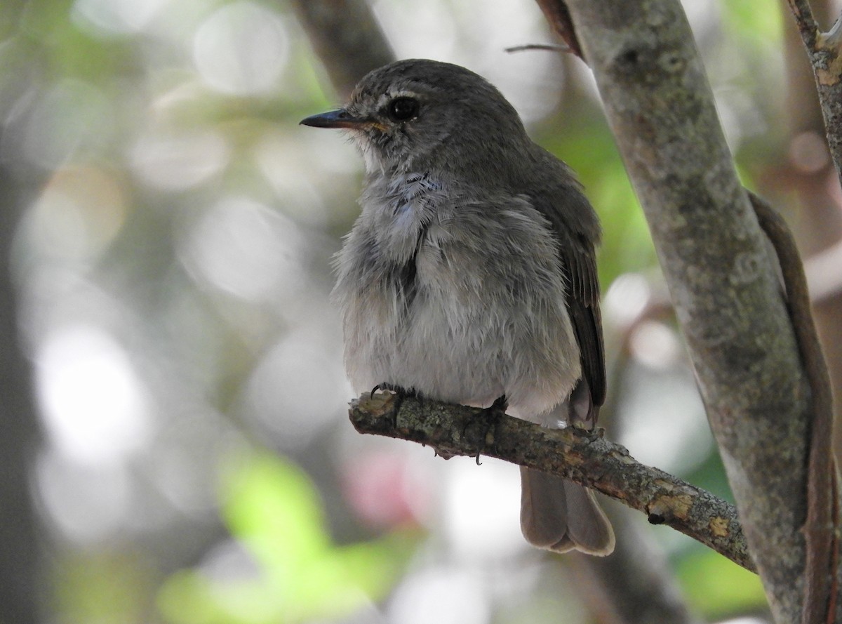 African Dusky Flycatcher - ML645494359