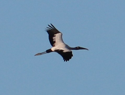 Wood Stork - ML645494368