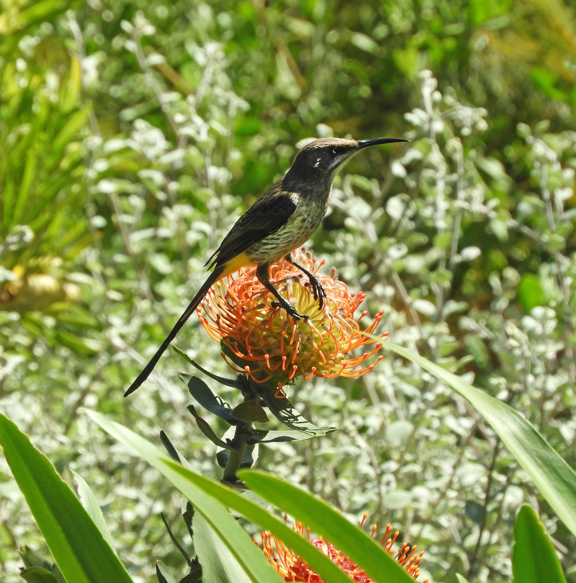 Cape Sugarbird - ML645494376