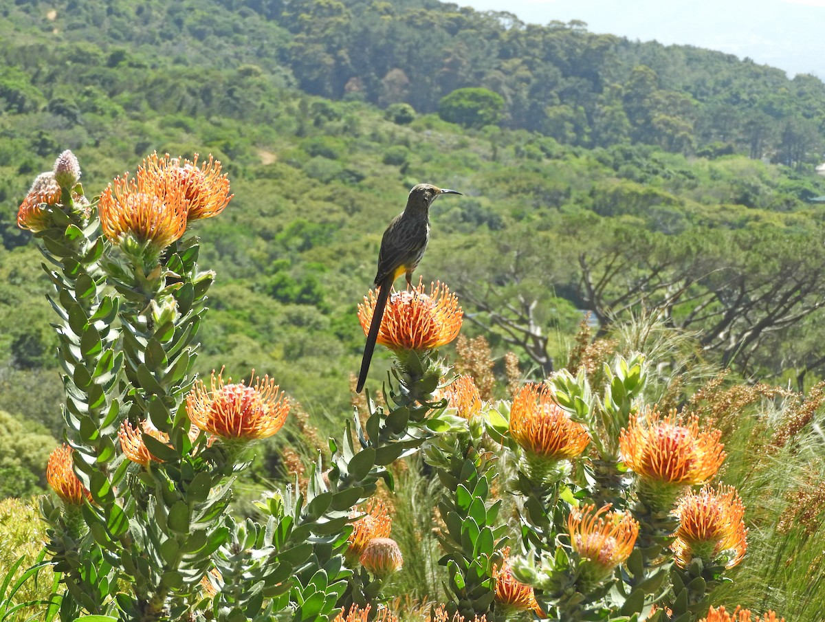 Cape Sugarbird - ML645494377