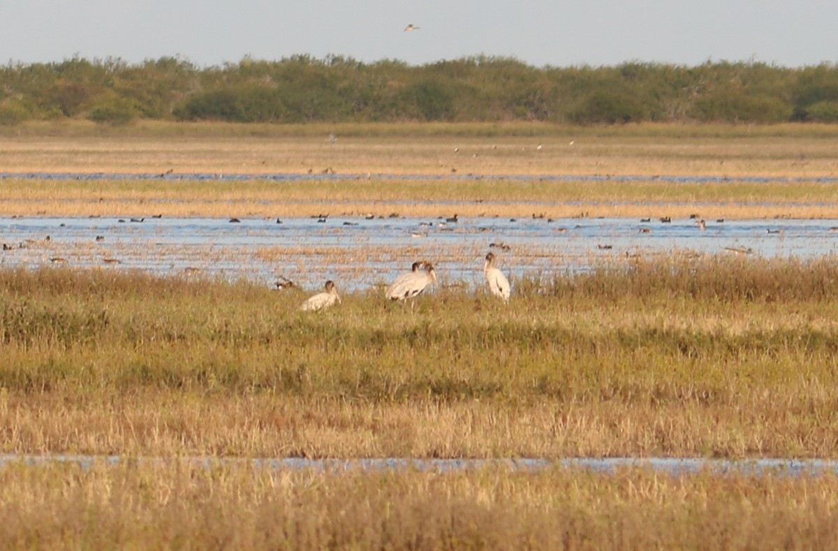 Wood Stork - ML645494381