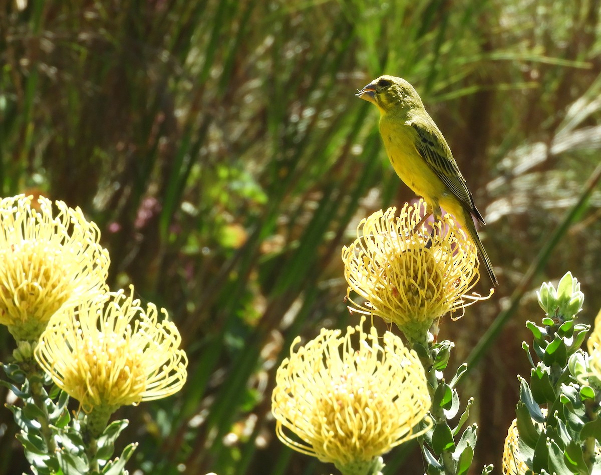 Brimstone Canary - ML645494385