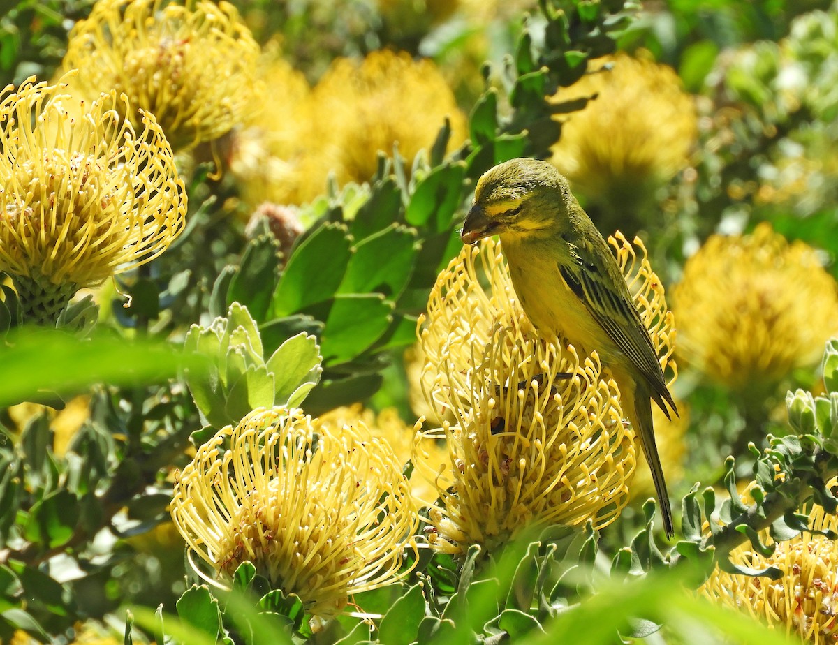 Brimstone Canary - ML645494386