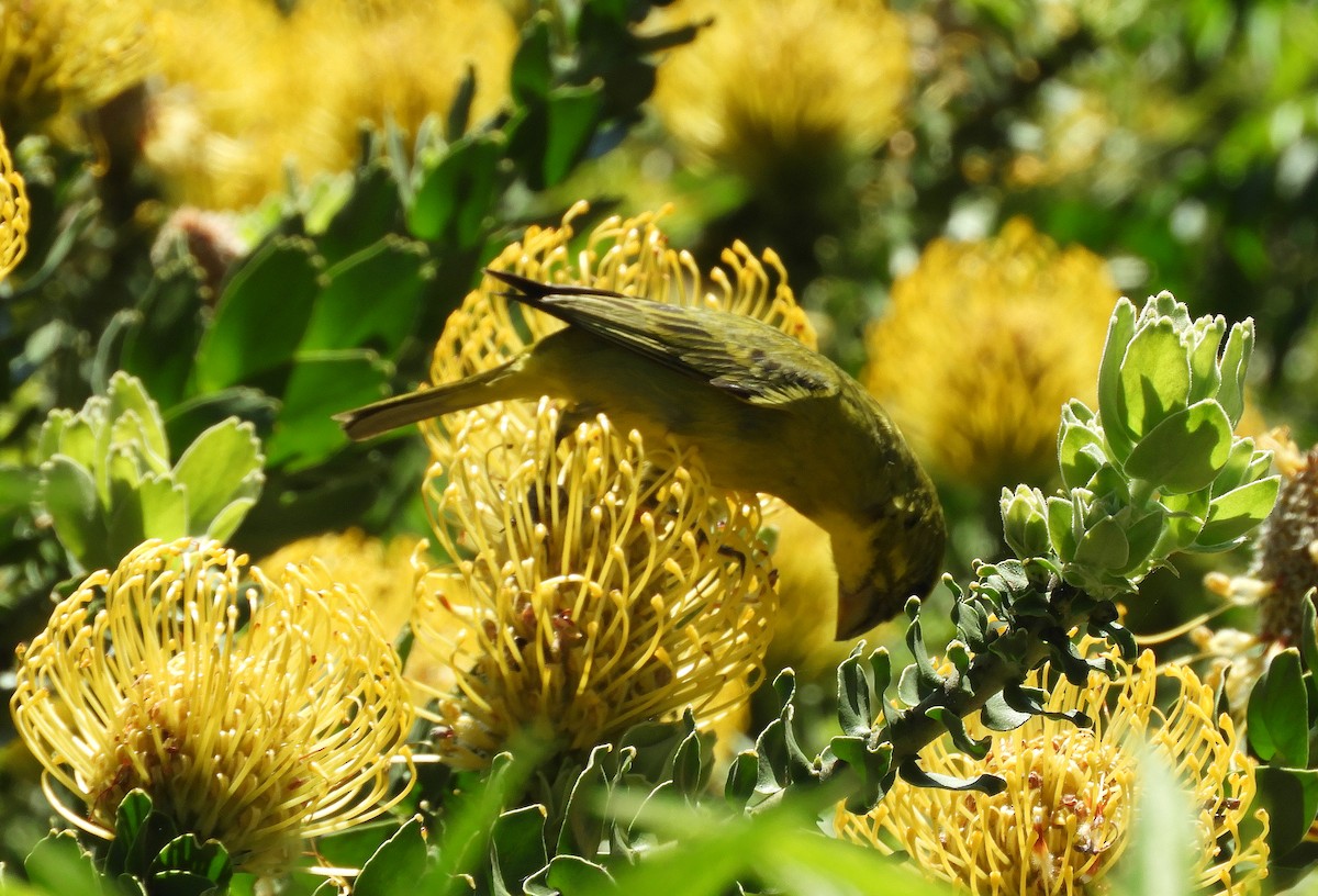 Brimstone Canary - ML645494387