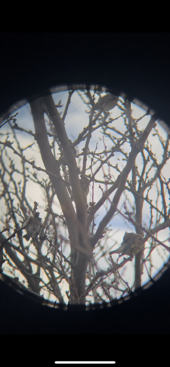 einersidensvans - ML645494388