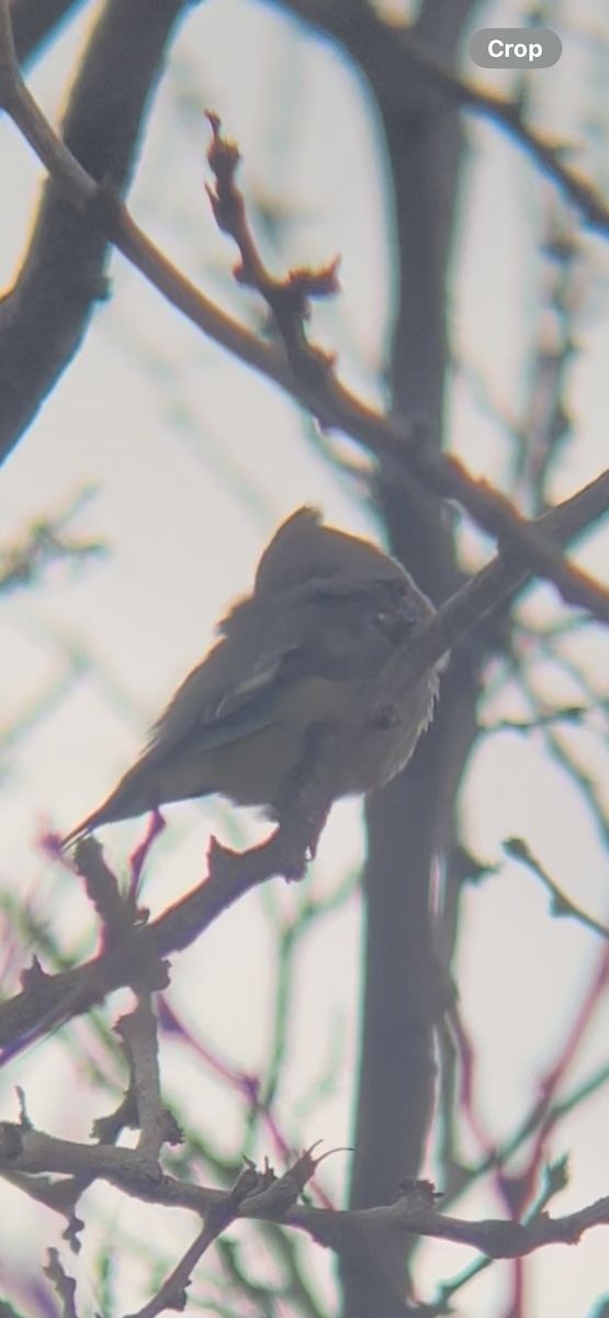 einersidensvans - ML645494389