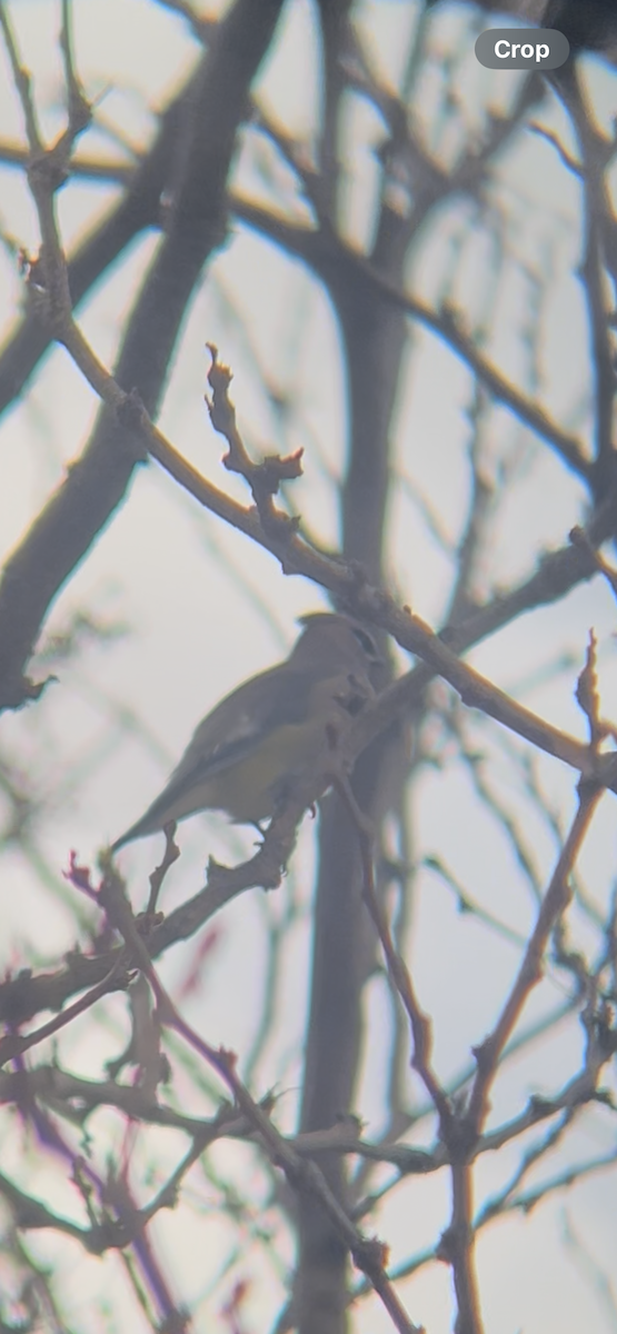 Cedar Waxwing - ML645494390