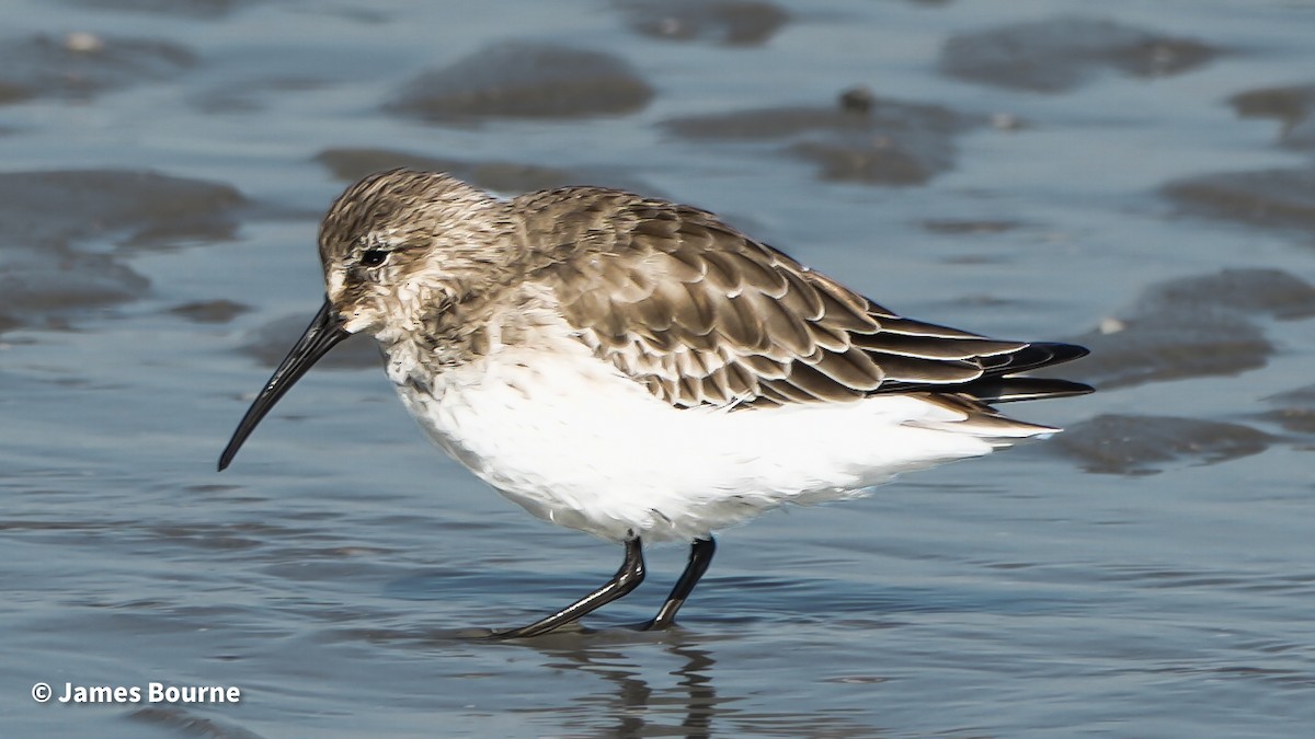 Dunlin - ML645494391