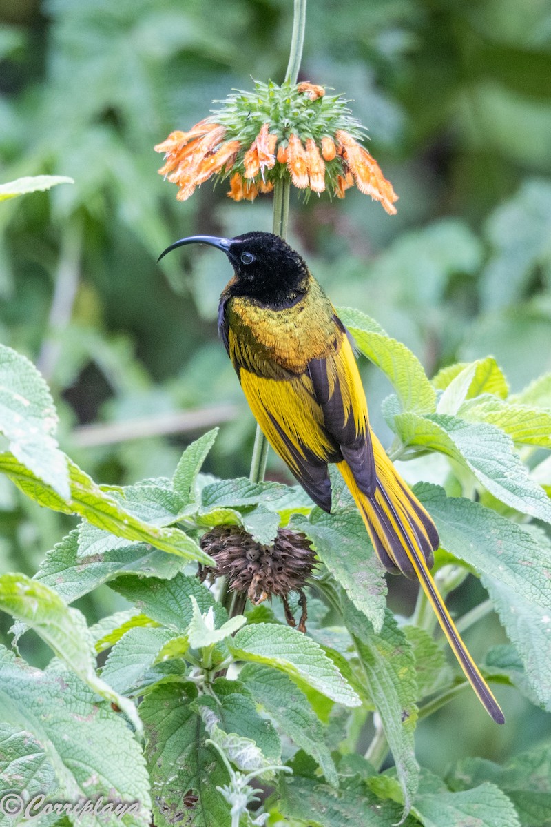 Golden-winged Sunbird - ML645494392