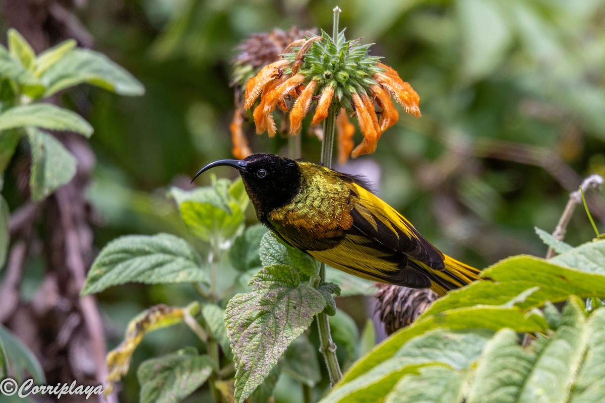 Golden-winged Sunbird - ML645494393