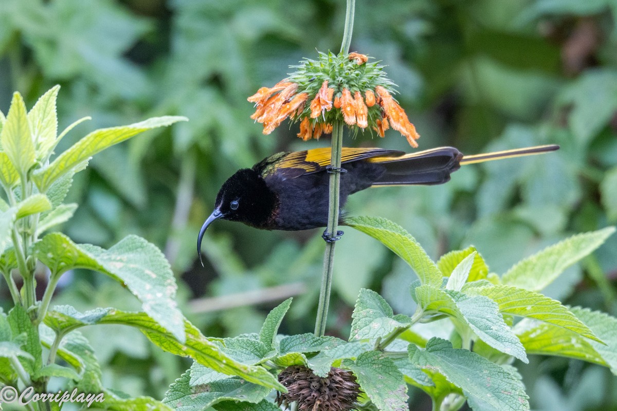 Golden-winged Sunbird - ML645494394