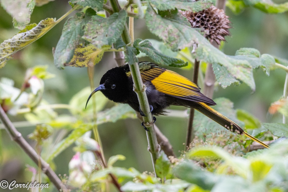 Golden-winged Sunbird - ML645494395