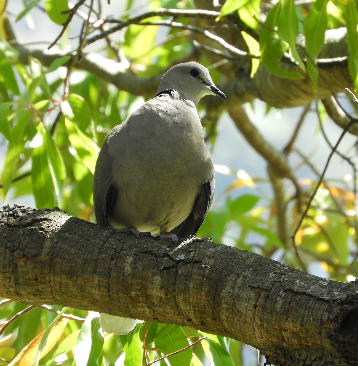 Ring-necked Dove - ML645494397