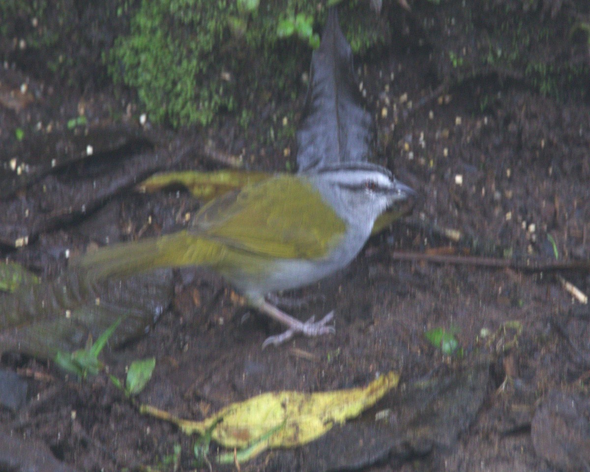 Black-striped Sparrow - ML645494398