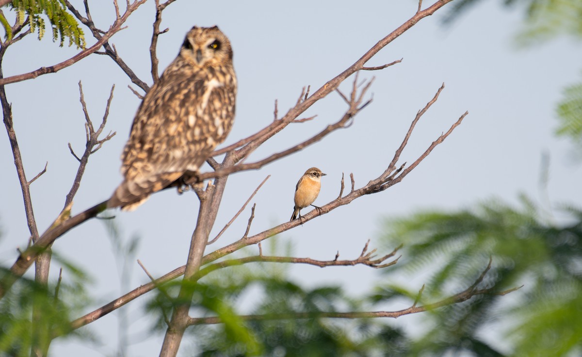 Amur Stonechat - ML645494399