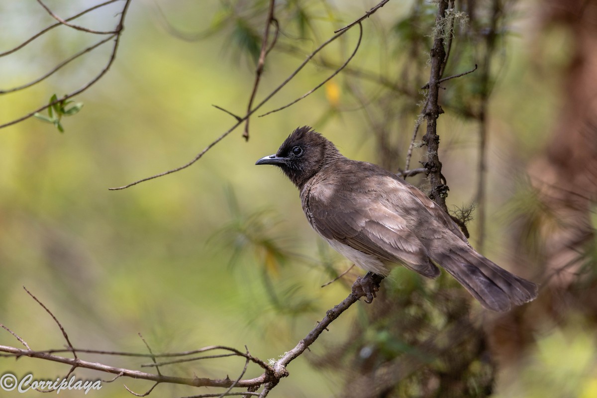 Common Bulbul - ML645494400