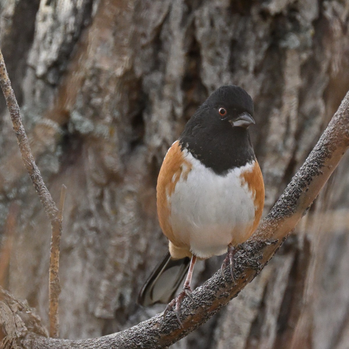 Spotted Towhee - ML645494401