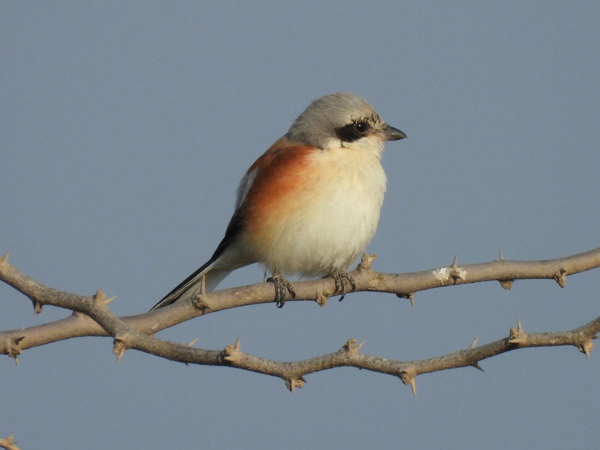 Bay-backed Shrike - ML645494404