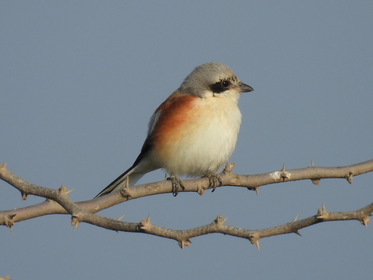 Bay-backed Shrike - ML645494406