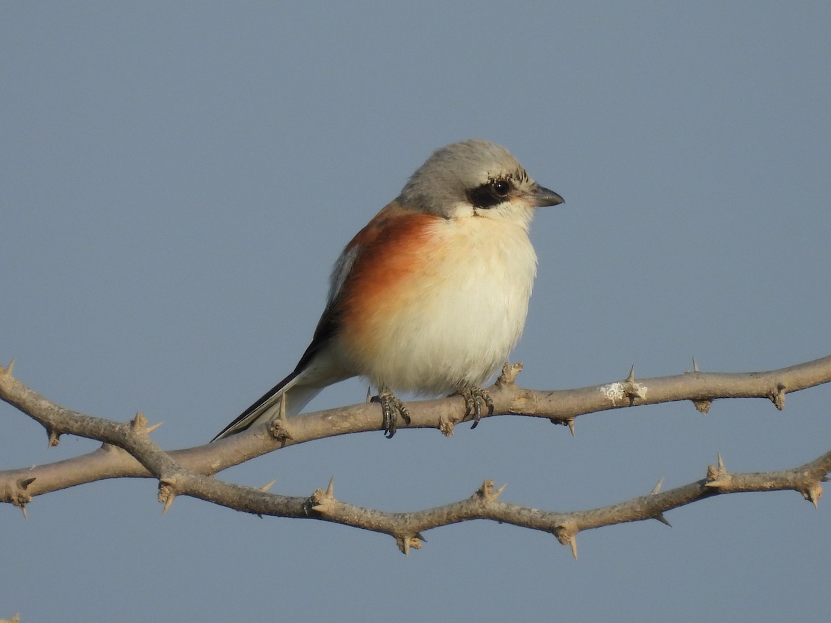 Bay-backed Shrike - ML645494407