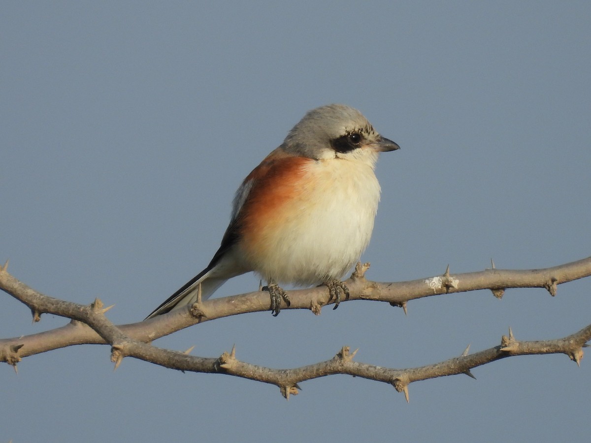 Bay-backed Shrike - ML645494409