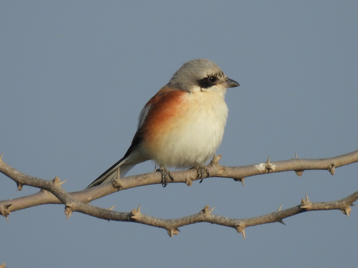 Bay-backed Shrike - ML645494410
