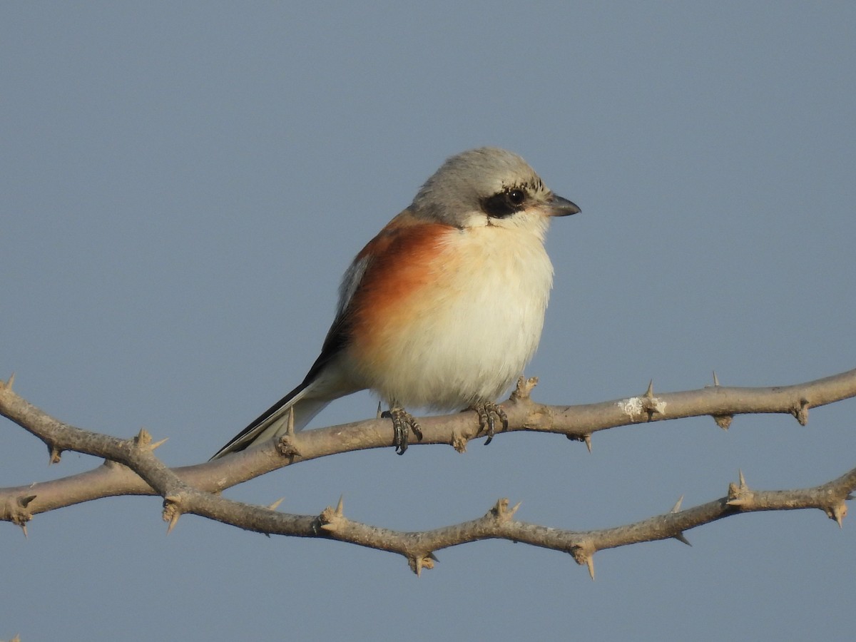 Bay-backed Shrike - ML645494412