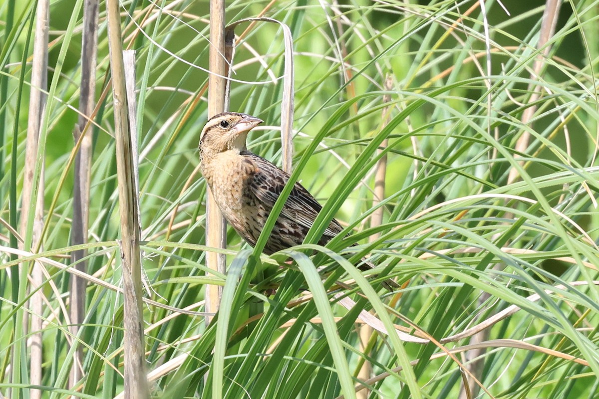 White-browed Meadowlark - ML645494415