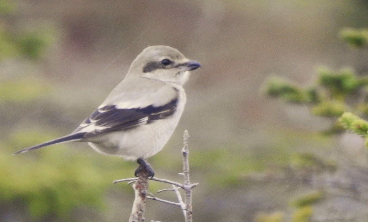 Northern Shrike - ML645494417