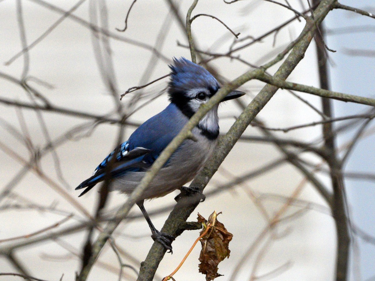 Blue Jay - ML645494420