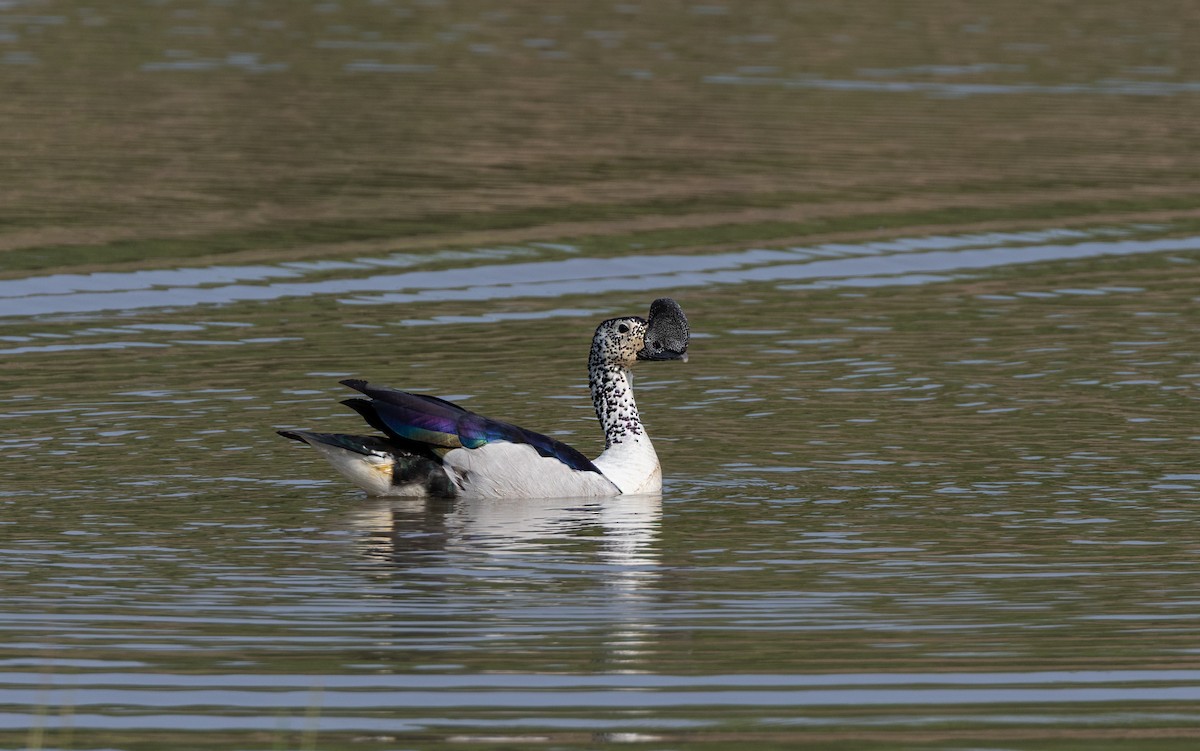 Knob-billed Duck - ML645494424