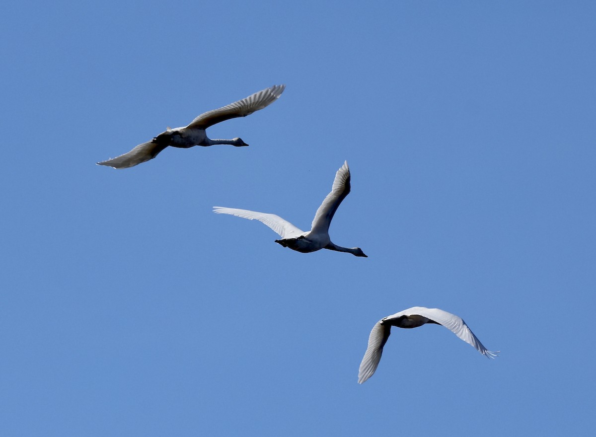 Tundra Swan - ML645494427