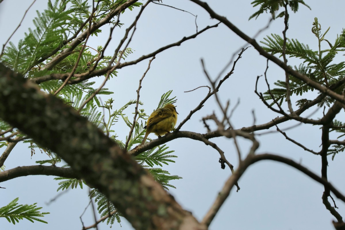 Western Citril - ML645494429