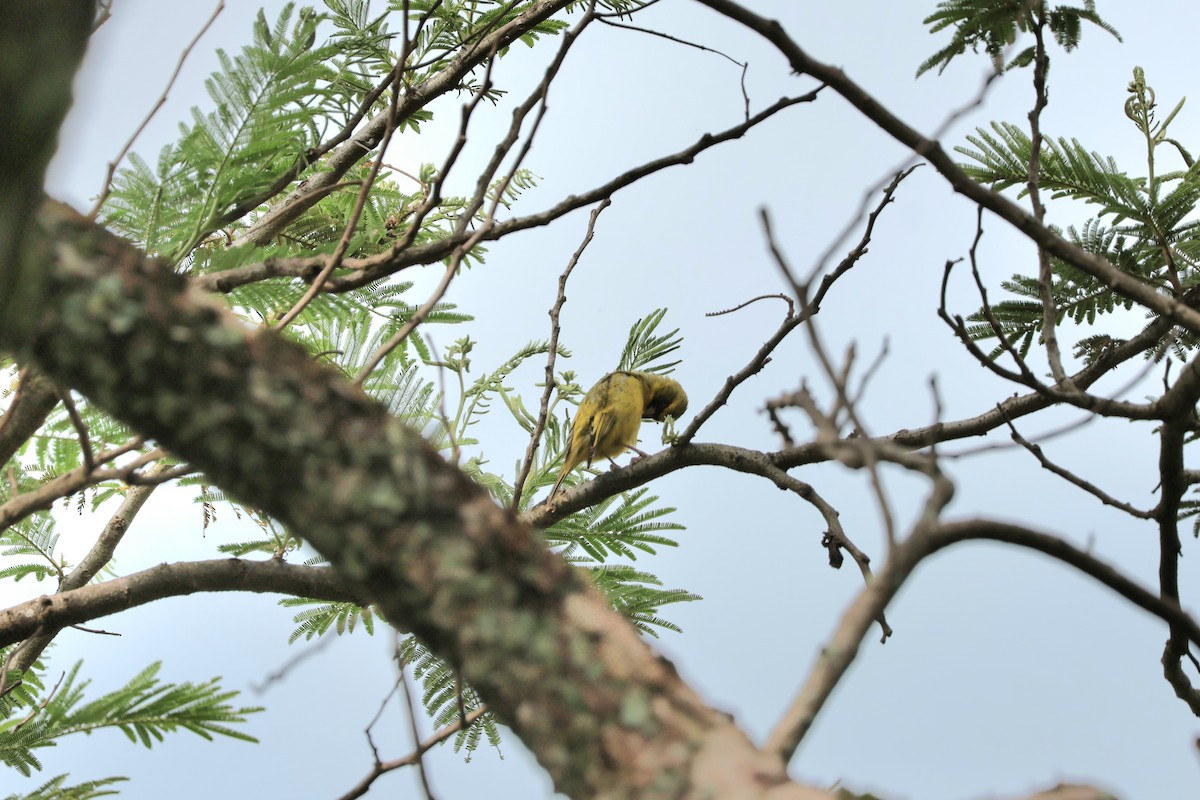 Western Citril - ML645494430