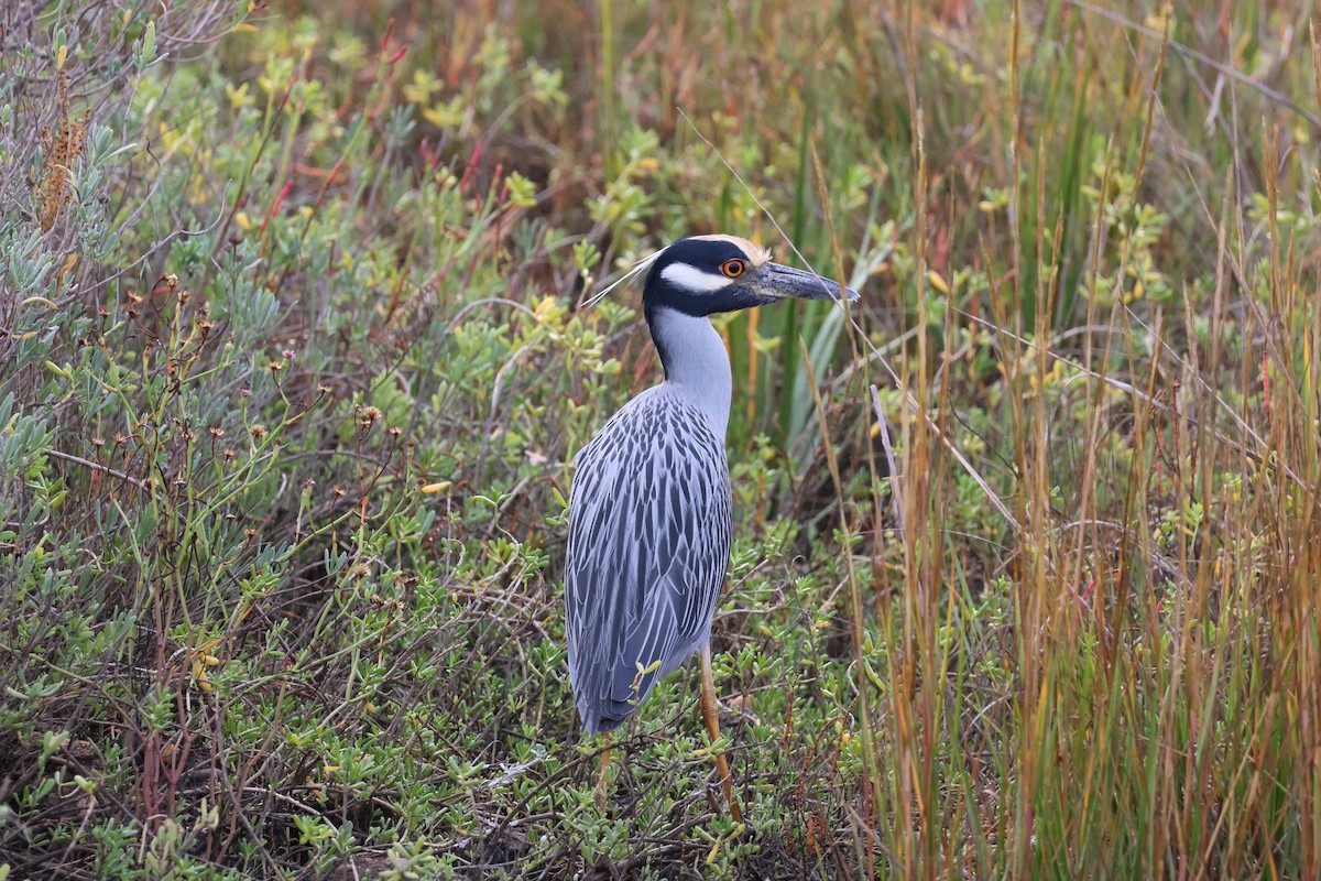 kvakoš žlutočelý - ML645494433