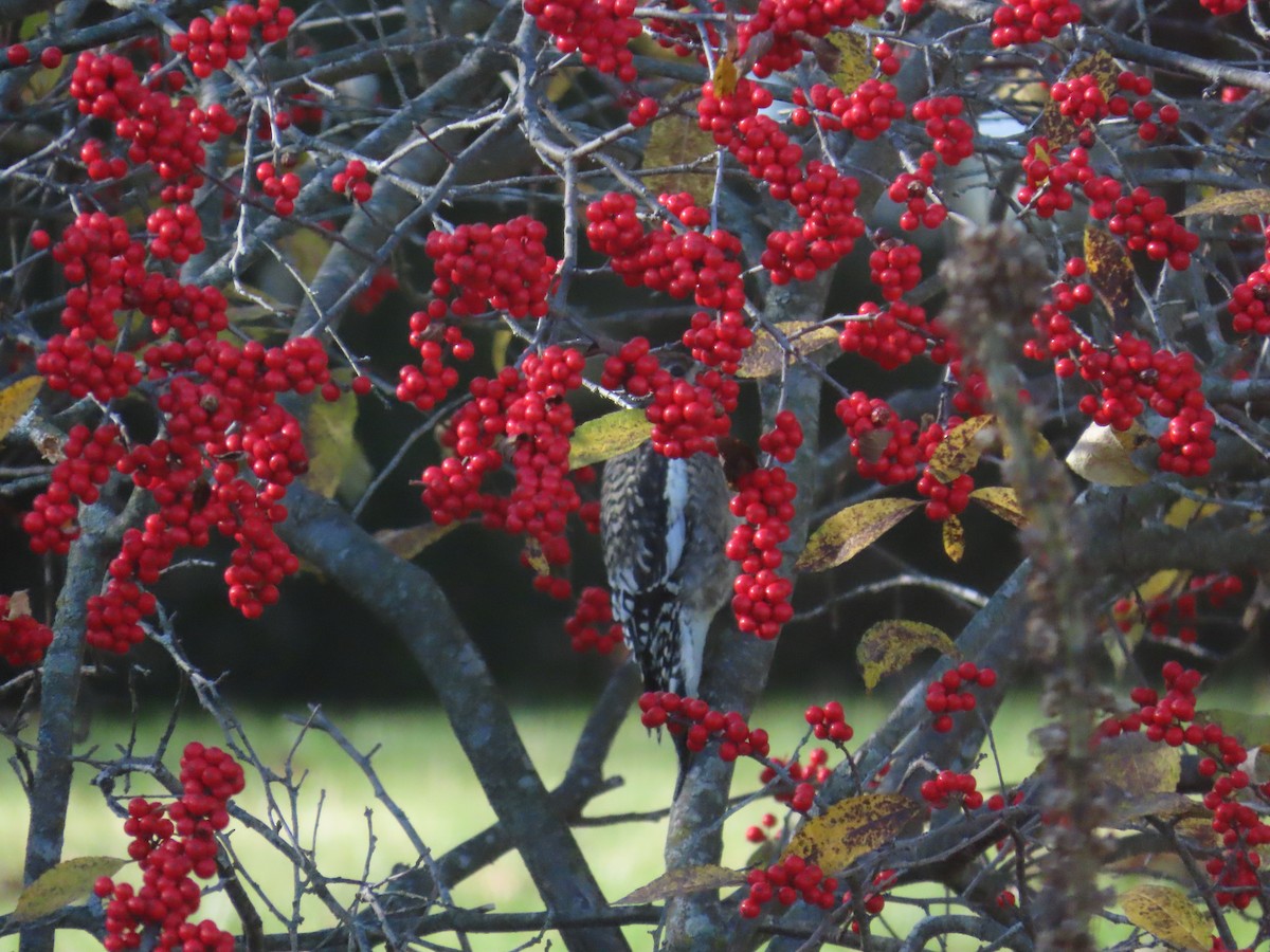 datel rudohrdlý - ML645494437