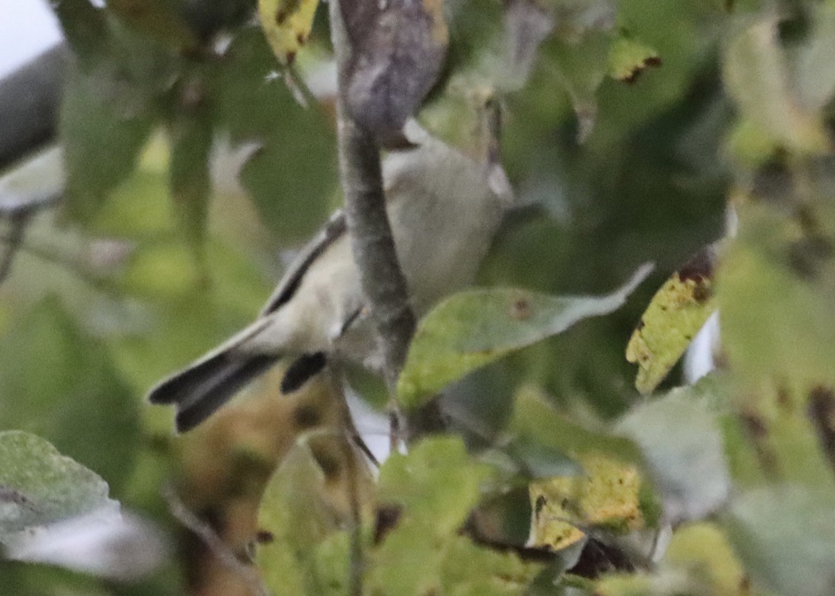 Ruby-crowned Kinglet - ML645494470