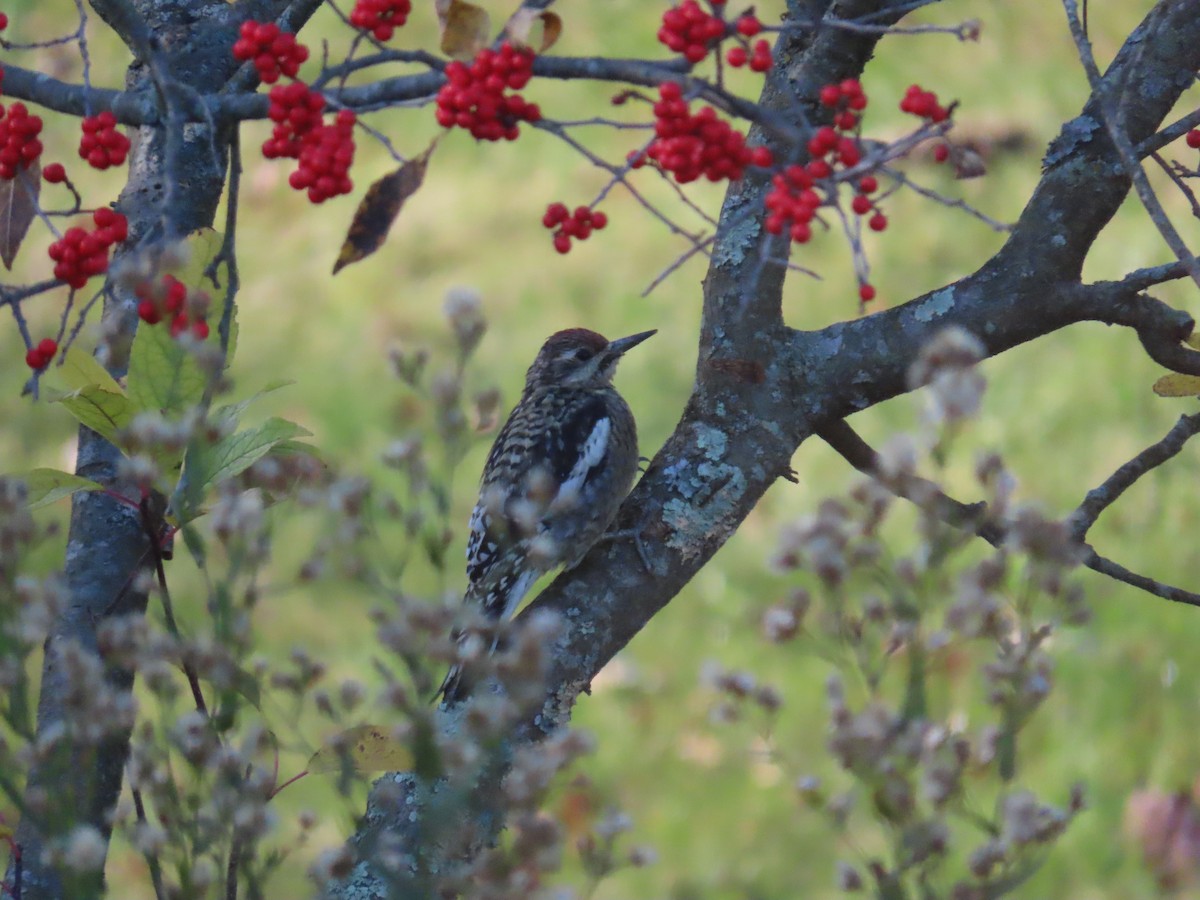 datel rudohrdlý - ML645494473
