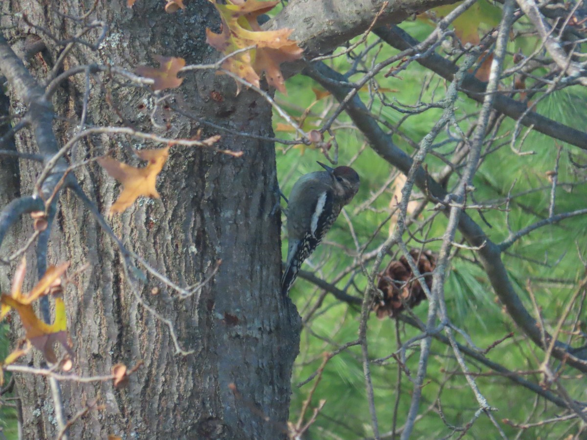 datel rudohrdlý - ML645494474