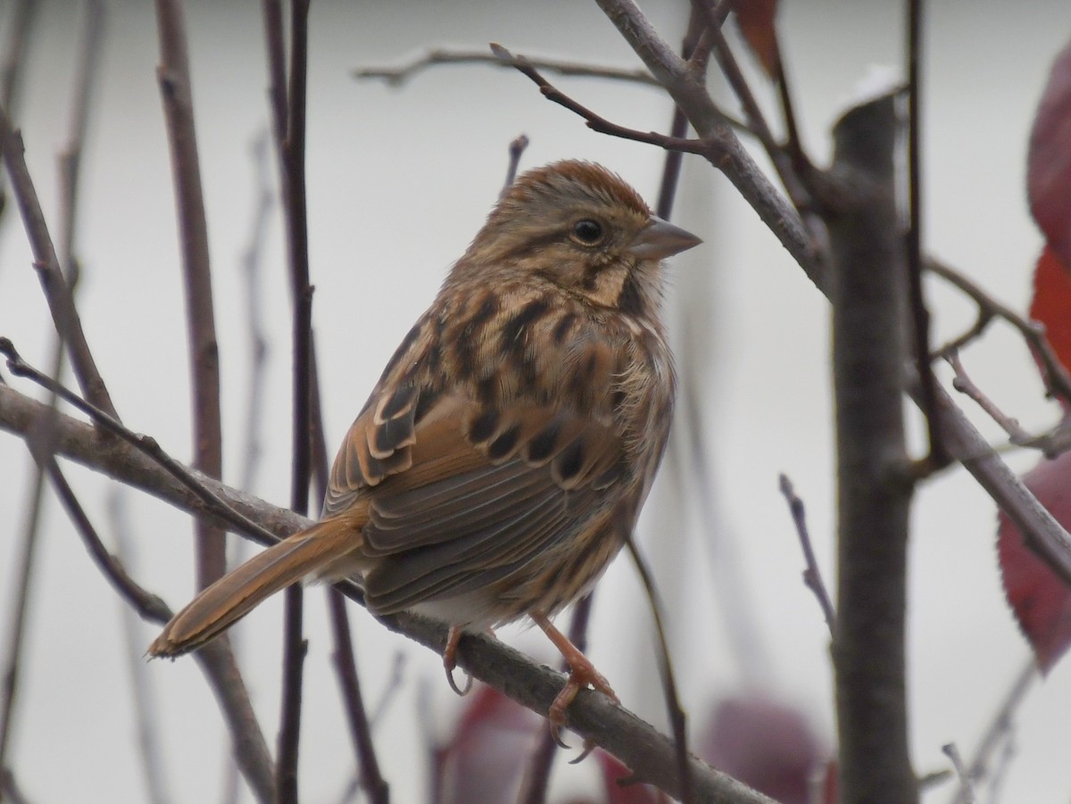 sangspurv - ML645494476