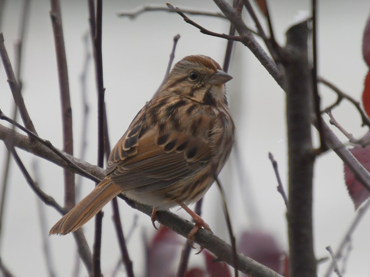 Song Sparrow - ML645494477
