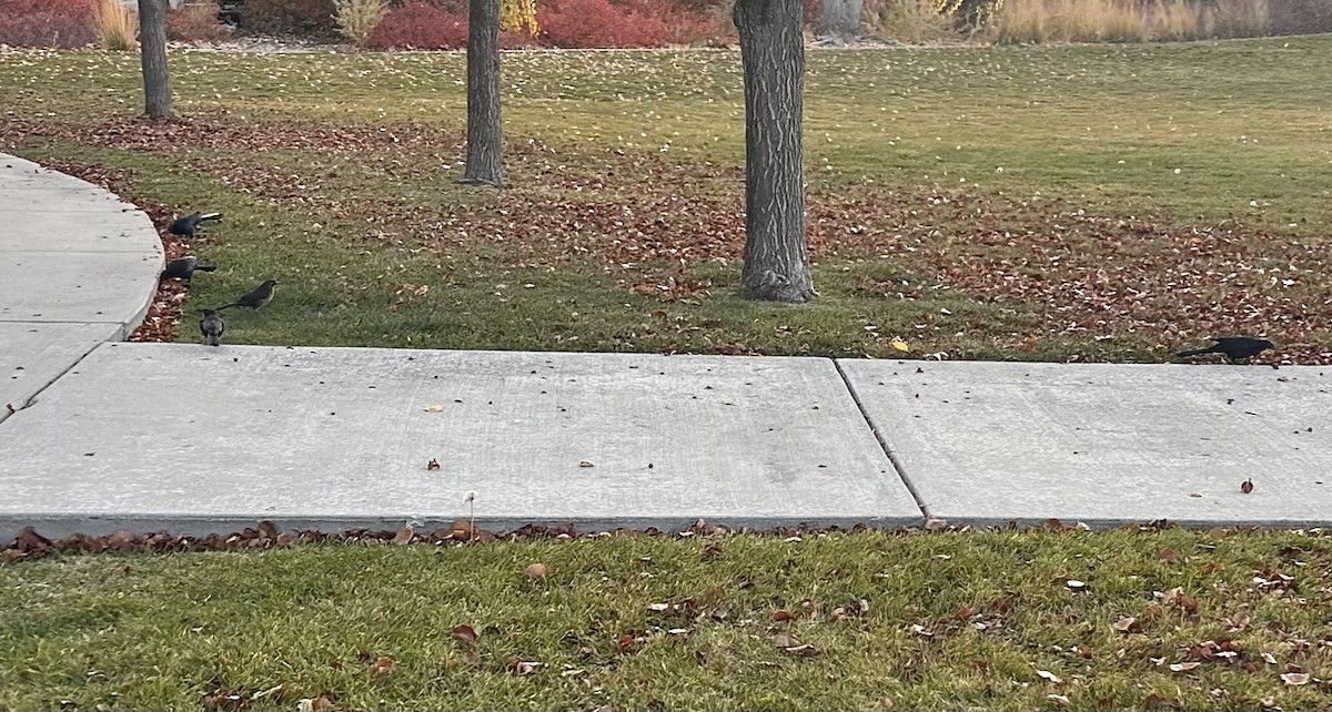 Great-tailed Grackle - ML645494478