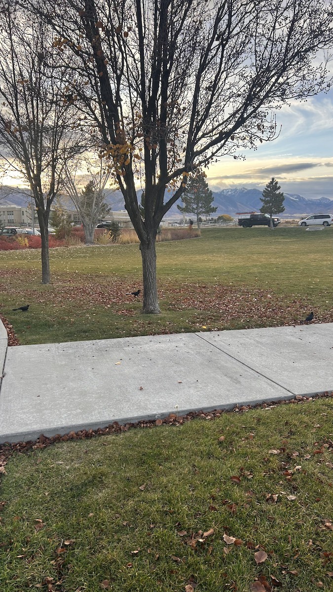 Great-tailed Grackle - ML645494479