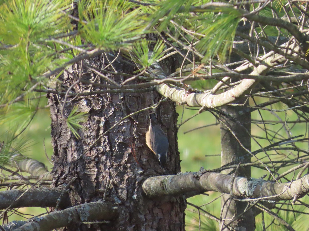 Red-breasted Nuthatch - ML645494480