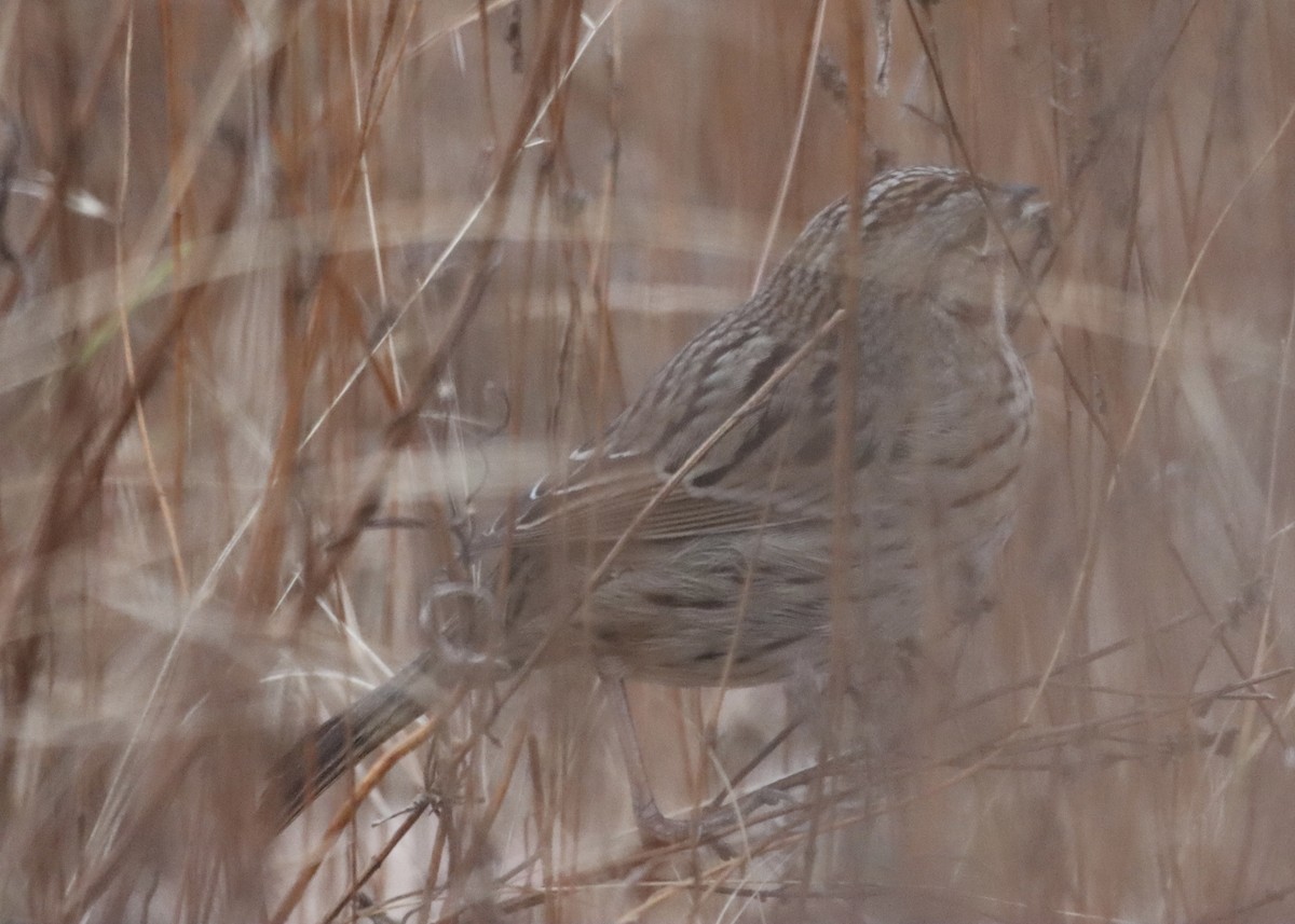 Lincoln's Sparrow - ML645494482