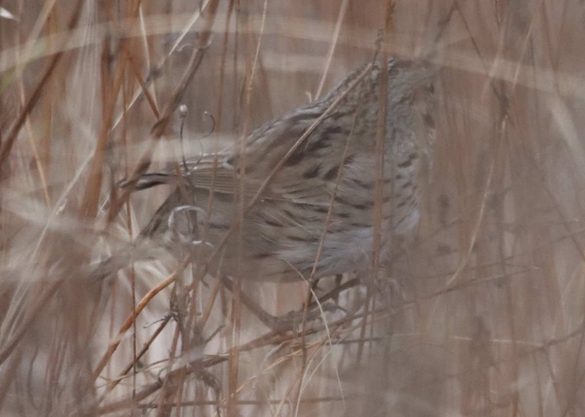 Lincoln's Sparrow - ML645494483