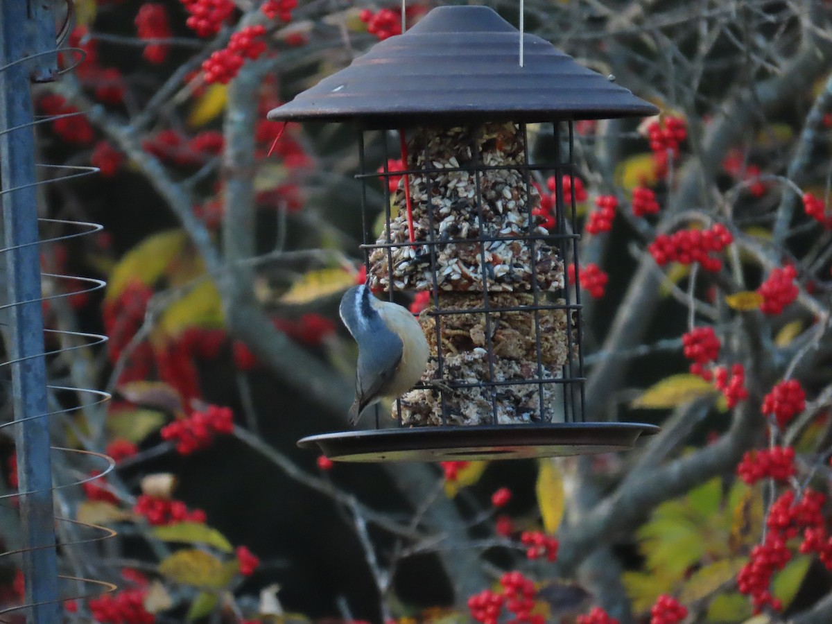 Red-breasted Nuthatch - ML645494484