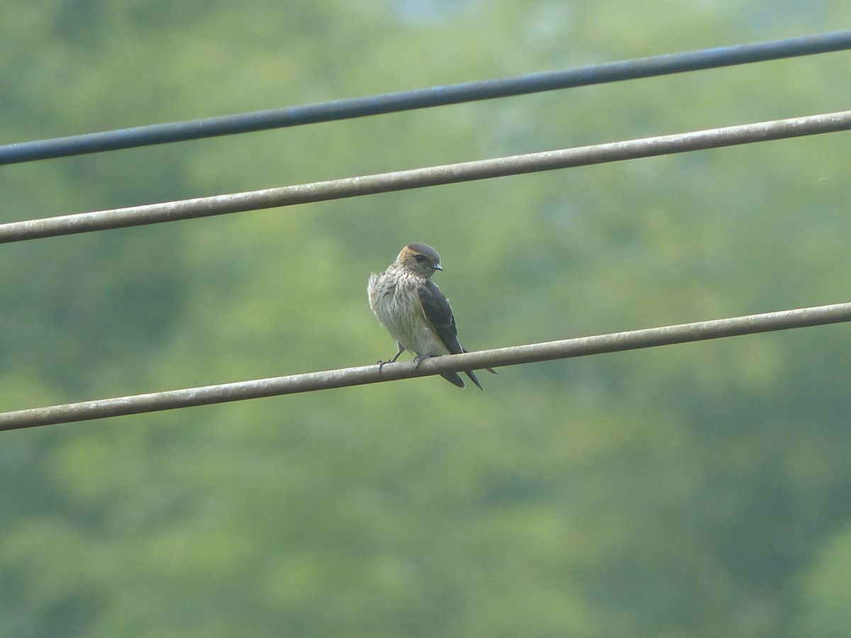 東方金腰燕 - ML645494485