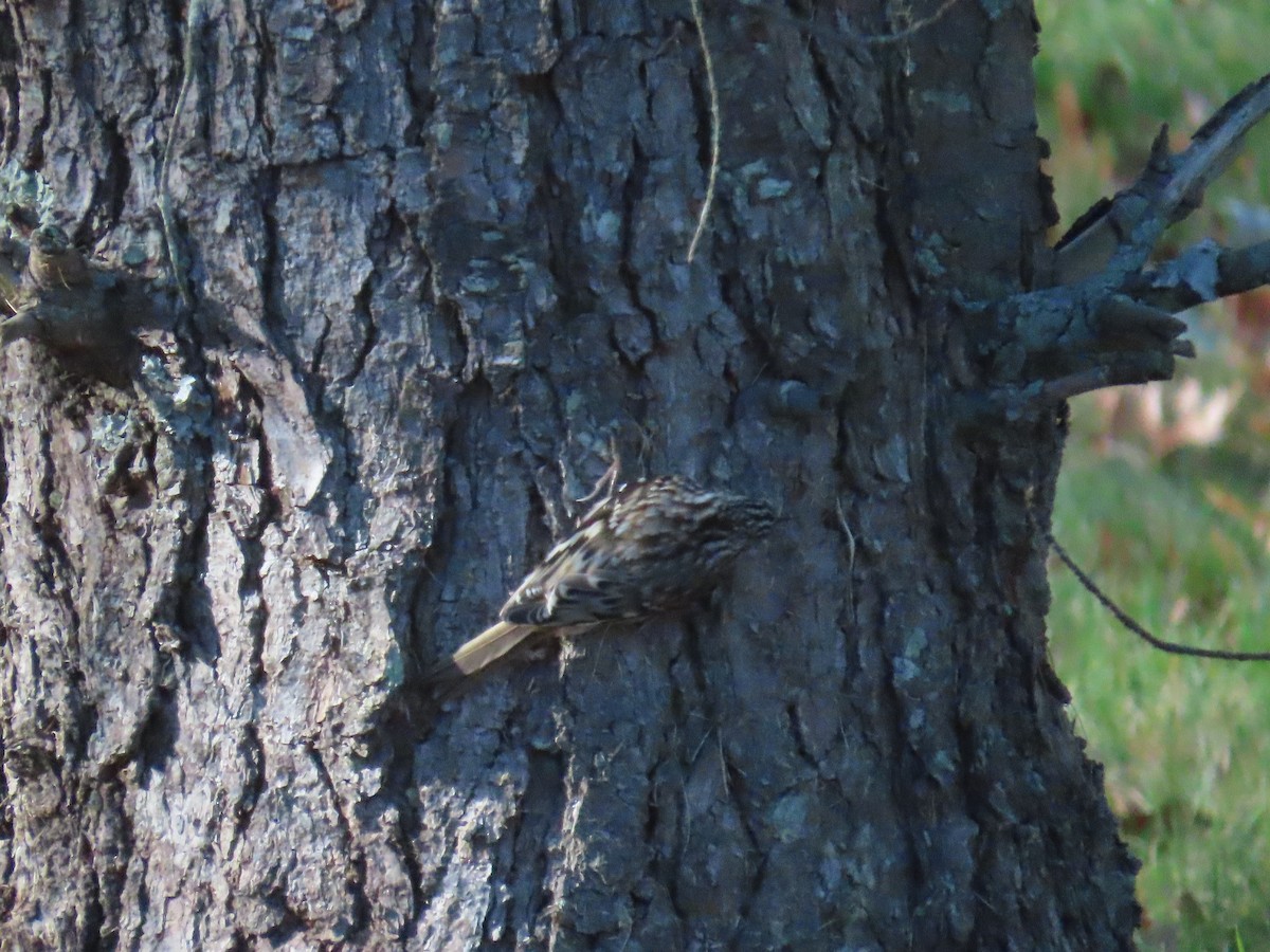 Brown Creeper - ML645494487